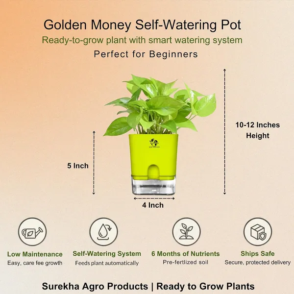 Golden_Money_Plant_In_Self_Watering_Pot