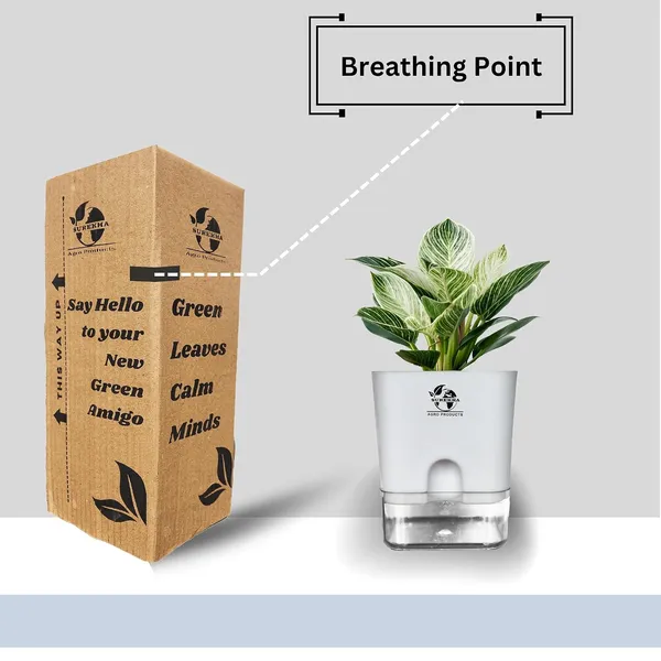 Philodendron_Green_Princess_Plant_With_Self_Watering_Pot