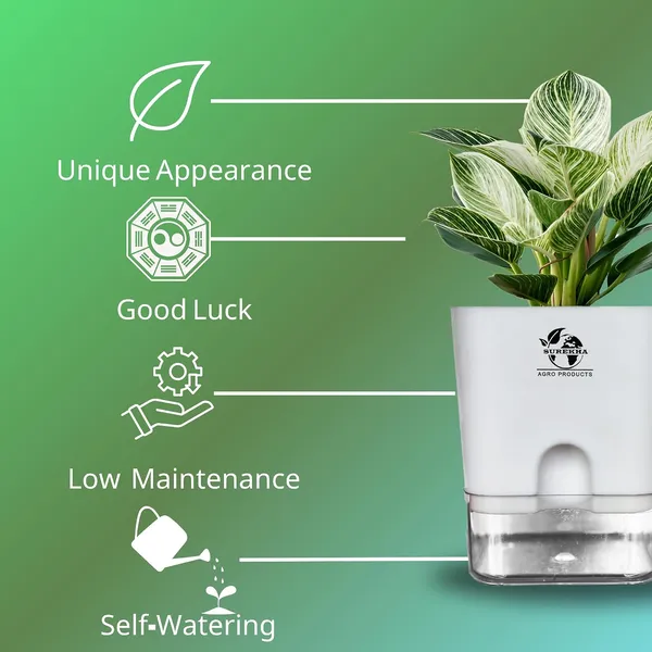 Philodendron_Green_Princess_Plant_With_Self_Watering_Pot