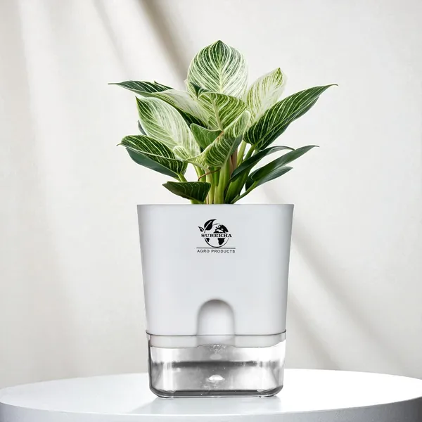 Philodendron_Green_Princess_Plant_With_Self_Watering_Pot