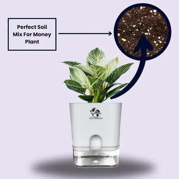Philodendron_Green_Princess_Plant_With_Self_Watering_Pot