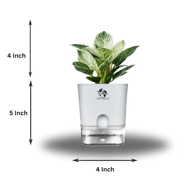 Philodendron_Green_Princess_Plant_With_Self_Watering_Pot