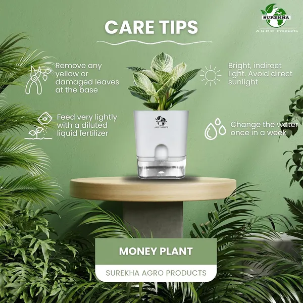 Philodendron_Green_Princess_Plant_With_Self_Watering_Pot