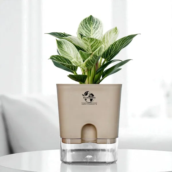 Philodendron_Green_Princess_Live_Plant_With_Self_Watering_Pot