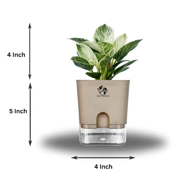 Philodendron_Green_Princess_Live_Plant_With_Self_Watering_Pot