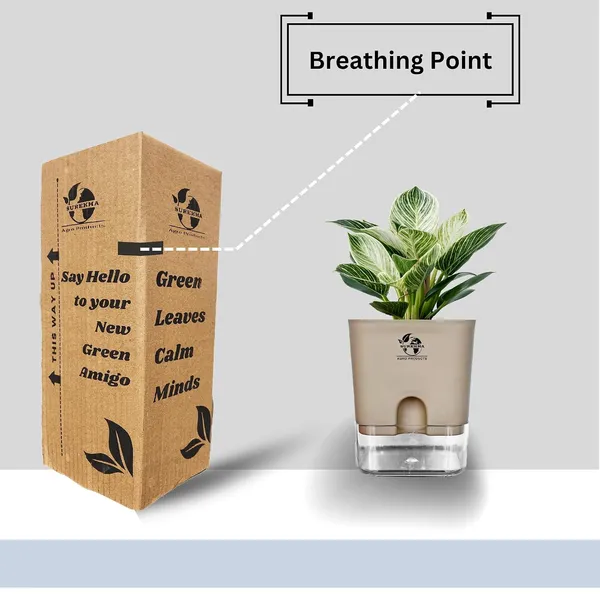 Philodendron_Green_Princess_Live_Plant_With_Self_Watering_Pot