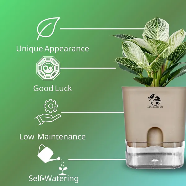 Philodendron_Green_Princess_Live_Plant_With_Self_Watering_Pot