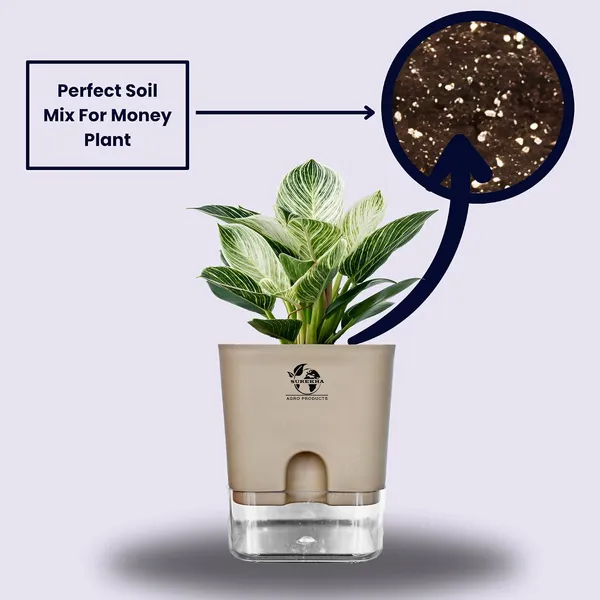 Philodendron_Green_Princess_Live_Plant_With_Self_Watering_Pot