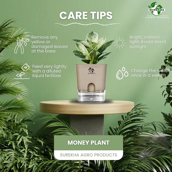 Philodendron_Green_Princess_Live_Plant_With_Self_Watering_Pot