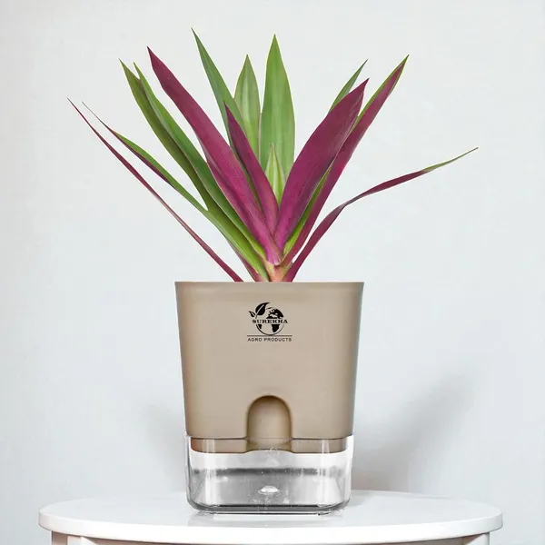 Rhoeo_Neon_Plant_With_Self_Watering_Pot