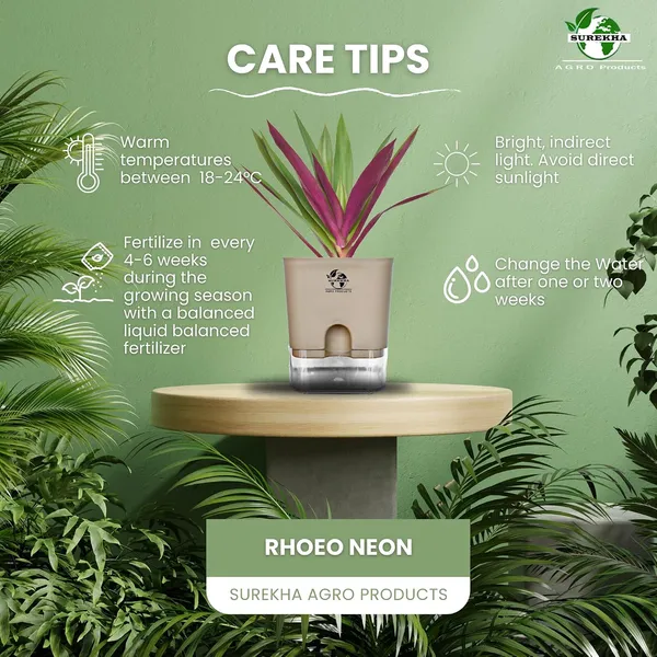 Rhoeo_Neon_Plant_With_Self_Watering_Pot