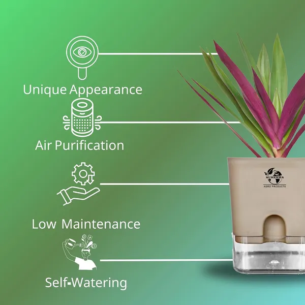 Rhoeo_Neon_Plant_With_Self_Watering_Pot