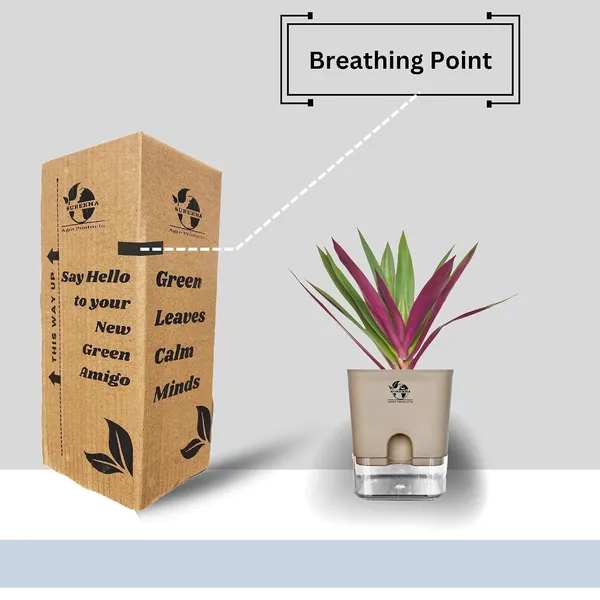 Rhoeo_Neon_Plant_With_Self_Watering_Pot