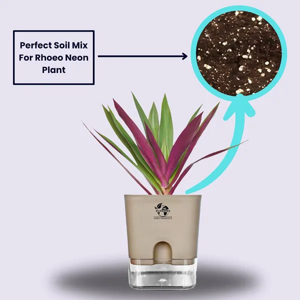 Rhoeo_Neon_Plant_With_Self_Watering_Pot