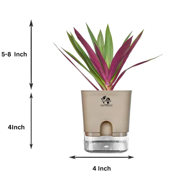 Rhoeo_Neon_Plant_With_Self_Watering_Pot