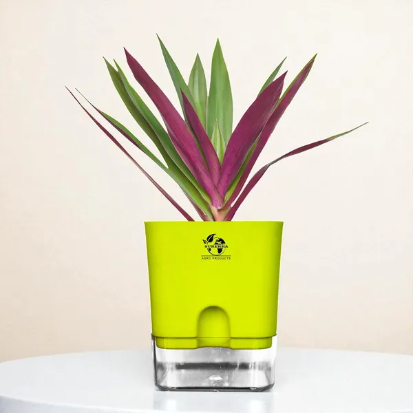 Rhoeo_Neon_Plant_With_Self_Watering_Pot