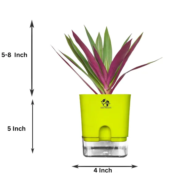 Rhoeo_Neon_Plant_With_Self_Watering_Pot