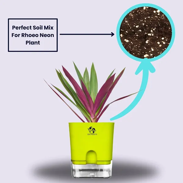 Rhoeo_Neon_Plant_With_Self_Watering_Pot
