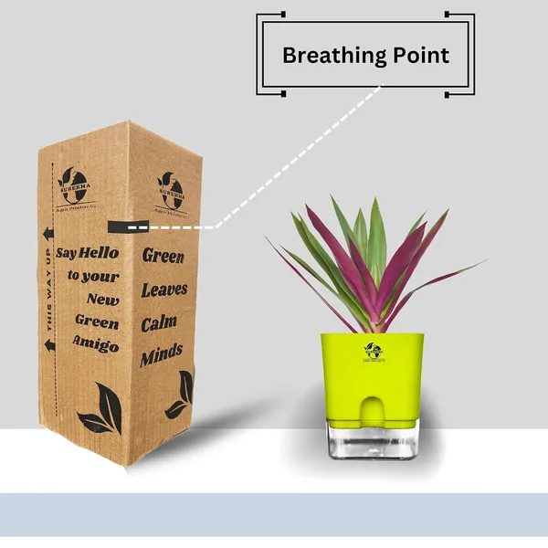 Rhoeo_Neon_Plant_With_Self_Watering_Pot