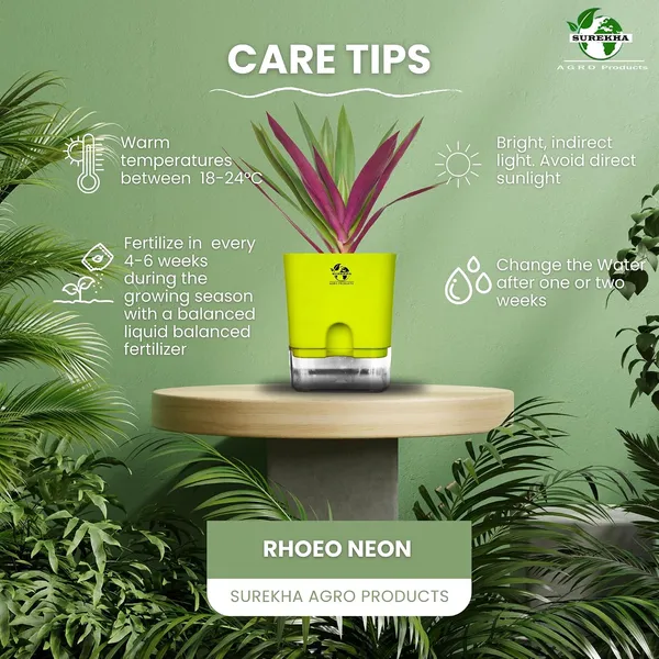 Rhoeo_Neon_Plant_With_Self_Watering_Pot