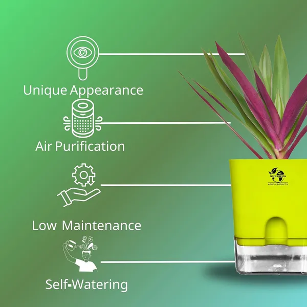 Rhoeo_Neon_Plant_With_Self_Watering_Pot