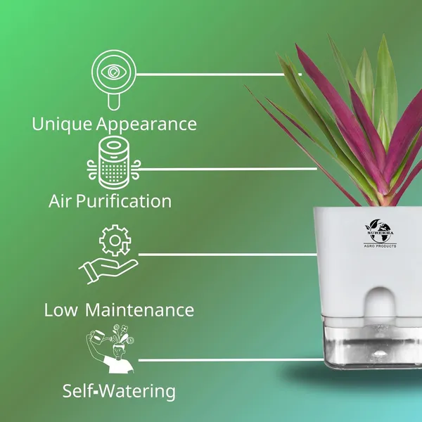 Rhoeo_Neon_Plant_With_Self_Watering_Pot