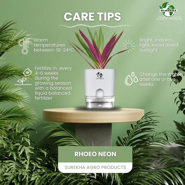 Rhoeo_Neon_Plant_With_Self_Watering_Pot