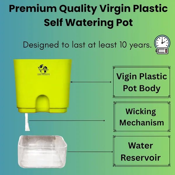 Rhoeo_Neon_Plant_With_Self_Watering_Pot