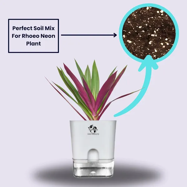 Rhoeo_Neon_Plant_With_Self_Watering_Pot