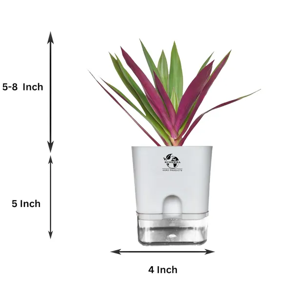 Rhoeo_Neon_Plant_With_Self_Watering_Pot