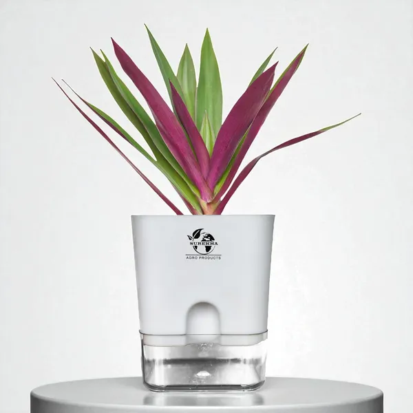 Rhoeo_Neon_Plant_With_Self_Watering_Pot