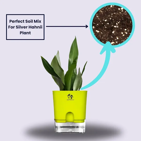 Snake_Plant_(Sansevieria_Silver_Hahnii)_In_Self_Watering_Pot