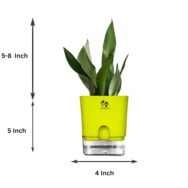 Snake_Plant_(Sansevieria_Silver_Hahnii)_In_Self_Watering_Pot