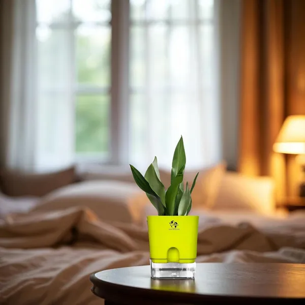Snake_Plant_(Sansevieria_Silver_Hahnii)_In_Self_Watering_Pot