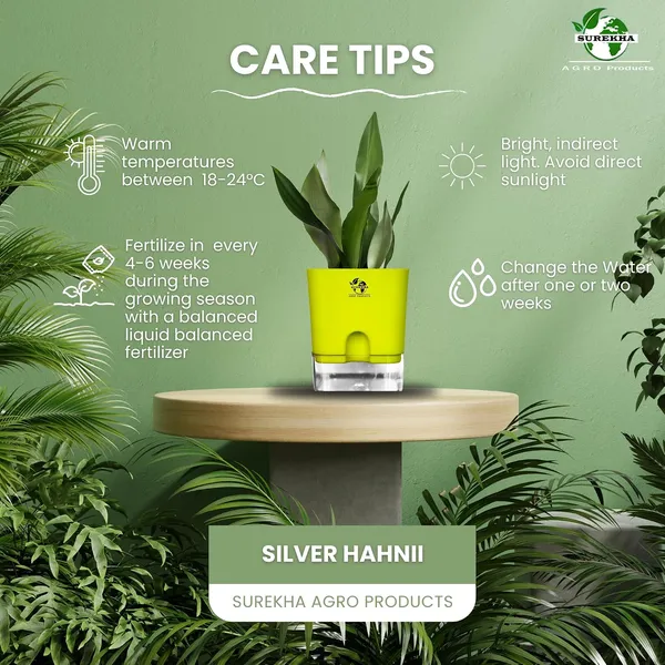 Snake_Plant_(Sansevieria_Silver_Hahnii)_In_Self_Watering_Pot