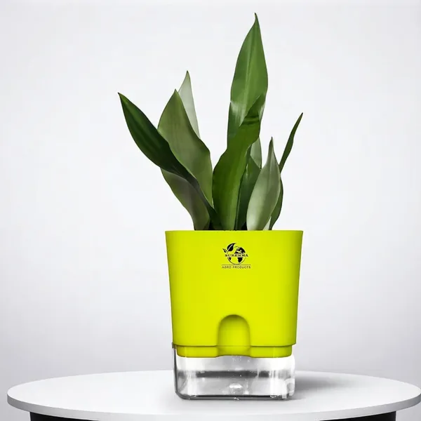 Snake_Plant_(Sansevieria_Silver_Hahnii)_In_Self_Watering_Pot