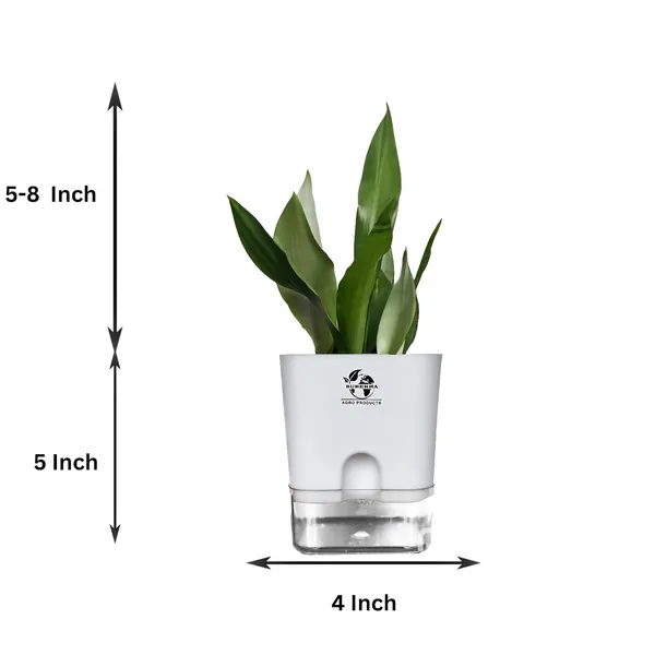 Snake_Plant_(Sansevieria_Silver_Hahnii)In_Self_Watering_Square_Pot