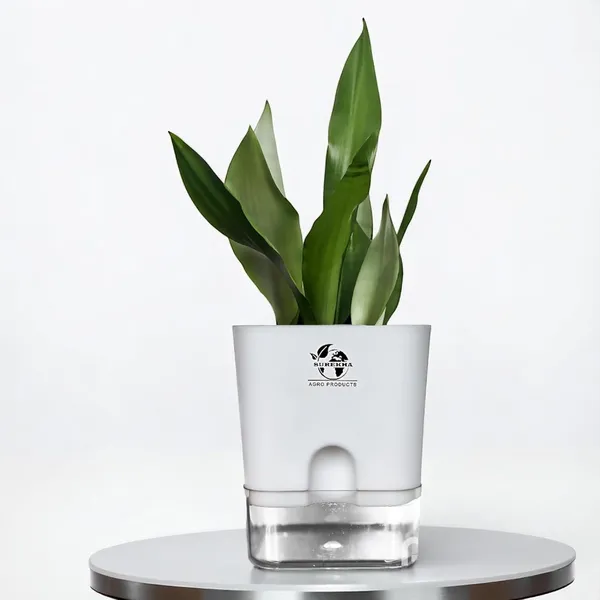 Snake_Plant_(Sansevieria_Silver_Hahnii)In_Self_Watering_Square_Pot