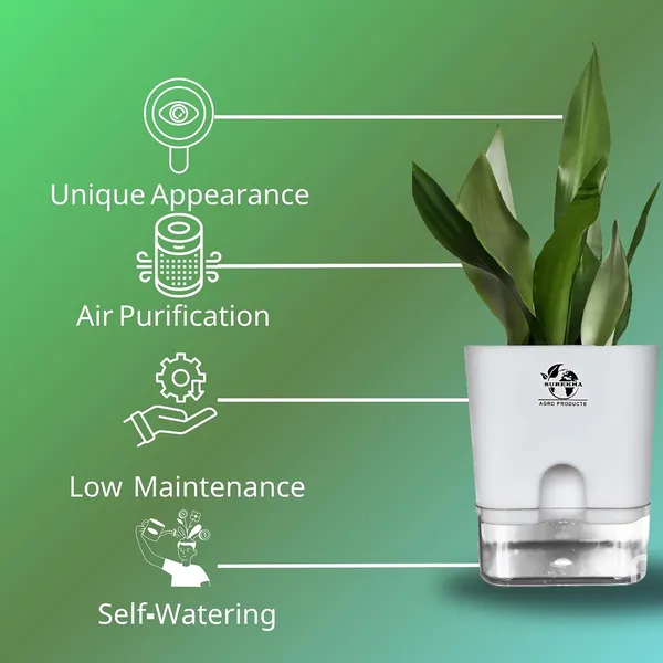 Snake_Plant_(Sansevieria_Silver_Hahnii)In_Self_Watering_Square_Pot