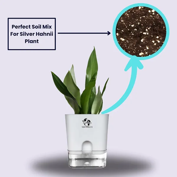 Snake_Plant_(Sansevieria_Silver_Hahnii)In_Self_Watering_Square_Pot