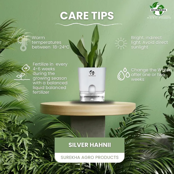 Snake_Plant_(Sansevieria_Silver_Hahnii)In_Self_Watering_Square_Pot