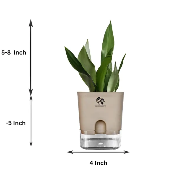 Snake_Plant_(Sansevieria_Silver_Hahnii)_In_Self_Watering_Pot