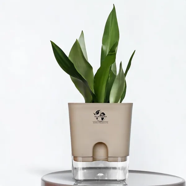 Snake_Plant_(Sansevieria_Silver_Hahnii)_In_Self_Watering_Pot