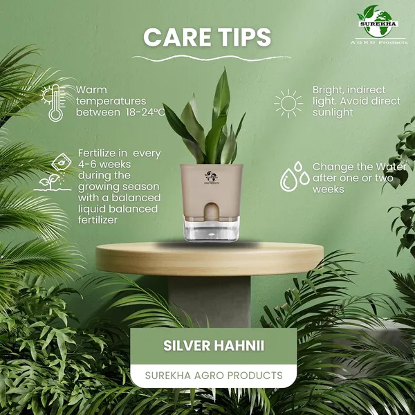 Snake_Plant_(Sansevieria_Silver_Hahnii)_In_Self_Watering_Pot
