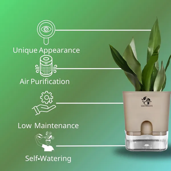 Snake_Plant_(Sansevieria_Silver_Hahnii)_In_Self_Watering_Pot
