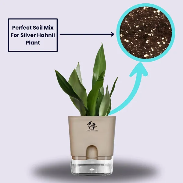 Snake_Plant_(Sansevieria_Silver_Hahnii)_In_Self_Watering_Pot