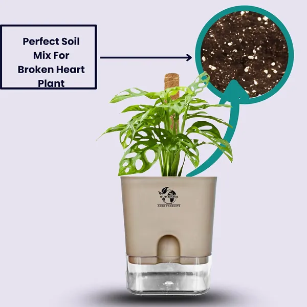 Philodendron_With_Self_Watering_Pot_And_Moss_Stick