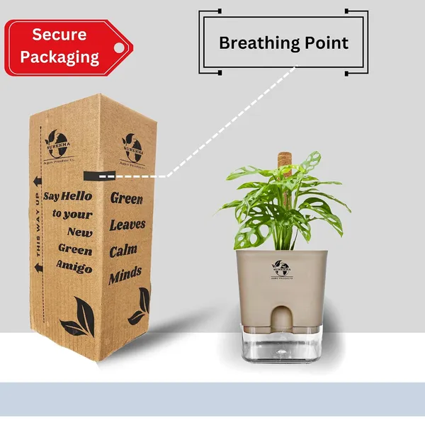 Philodendron_With_Self_Watering_Pot_And_Moss_Stick