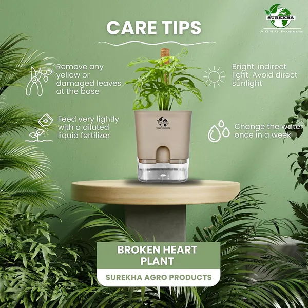Philodendron_With_Self_Watering_Pot_And_Moss_Stick