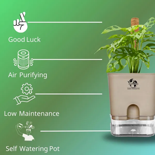 Philodendron_With_Self_Watering_Pot_And_Moss_Stick